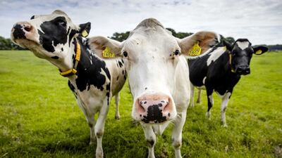 Finding a better genetic match between cows and bulls could help lower carbon emissions and benefit farmers at the marketplace. EPA.