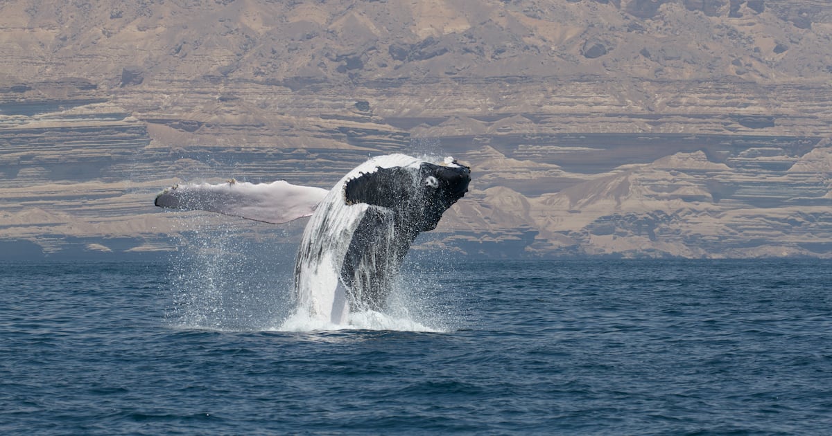 Arabian whales found to be genetically distinct from other humpbacks