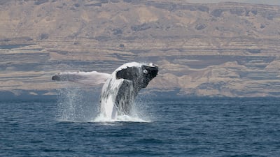 An Arabian Sea humpback whale in Hallaniyat Bay, Dhofar, Oman. Photo: Darryl MacDonald