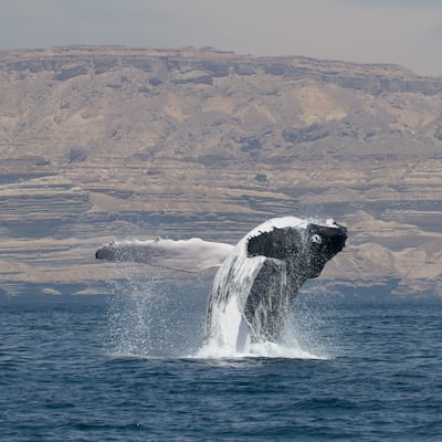 Image 12: An Arabian Sea humpback whale in Hallaniyat Bay, Dhofar, Oman. Photo: Darryl MacDonald