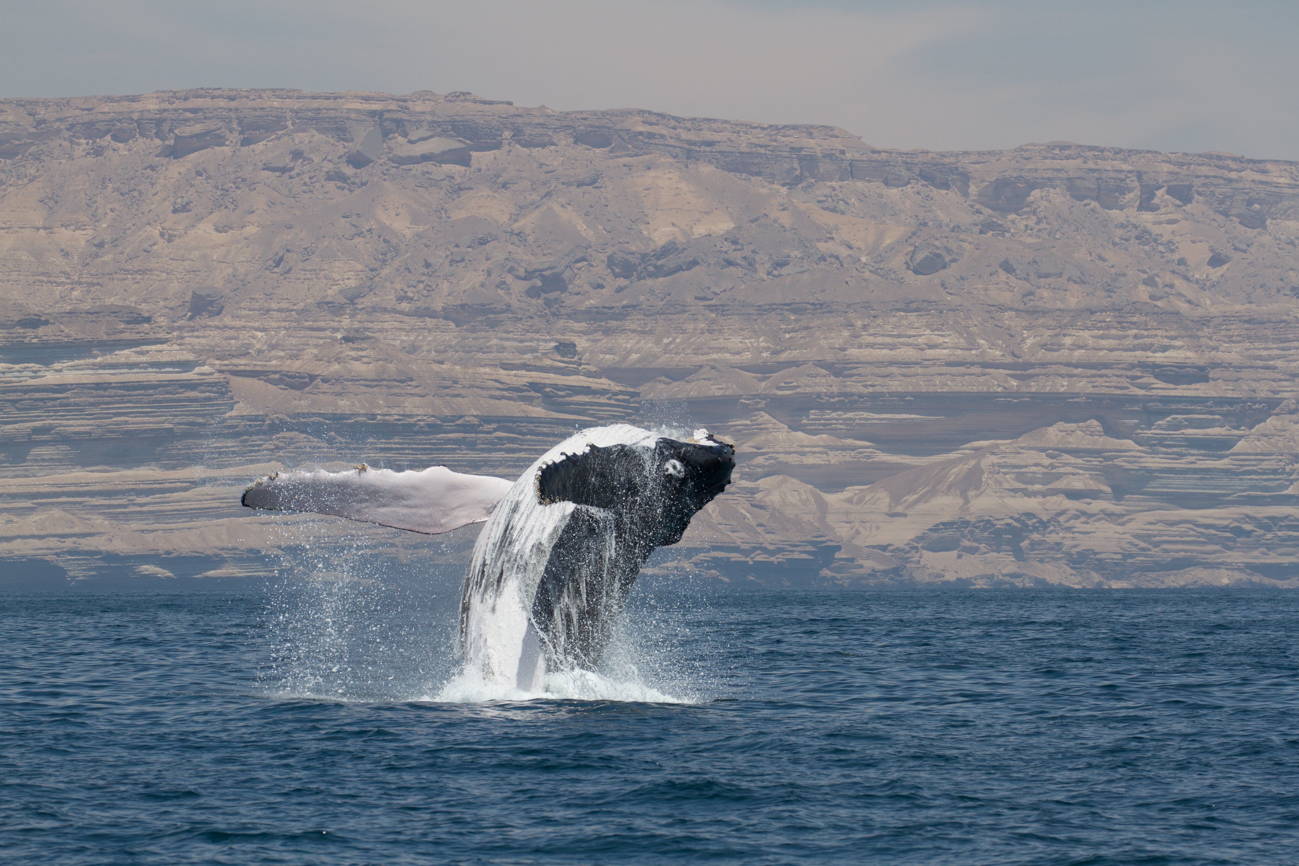 Arabian whales found to be genetically distinct from other humpbacks