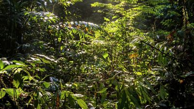 Episode 2, The Sun: sunlight through the canopy in an Asian jungle. Photo: Huw Cordey / Silverback Films 2017