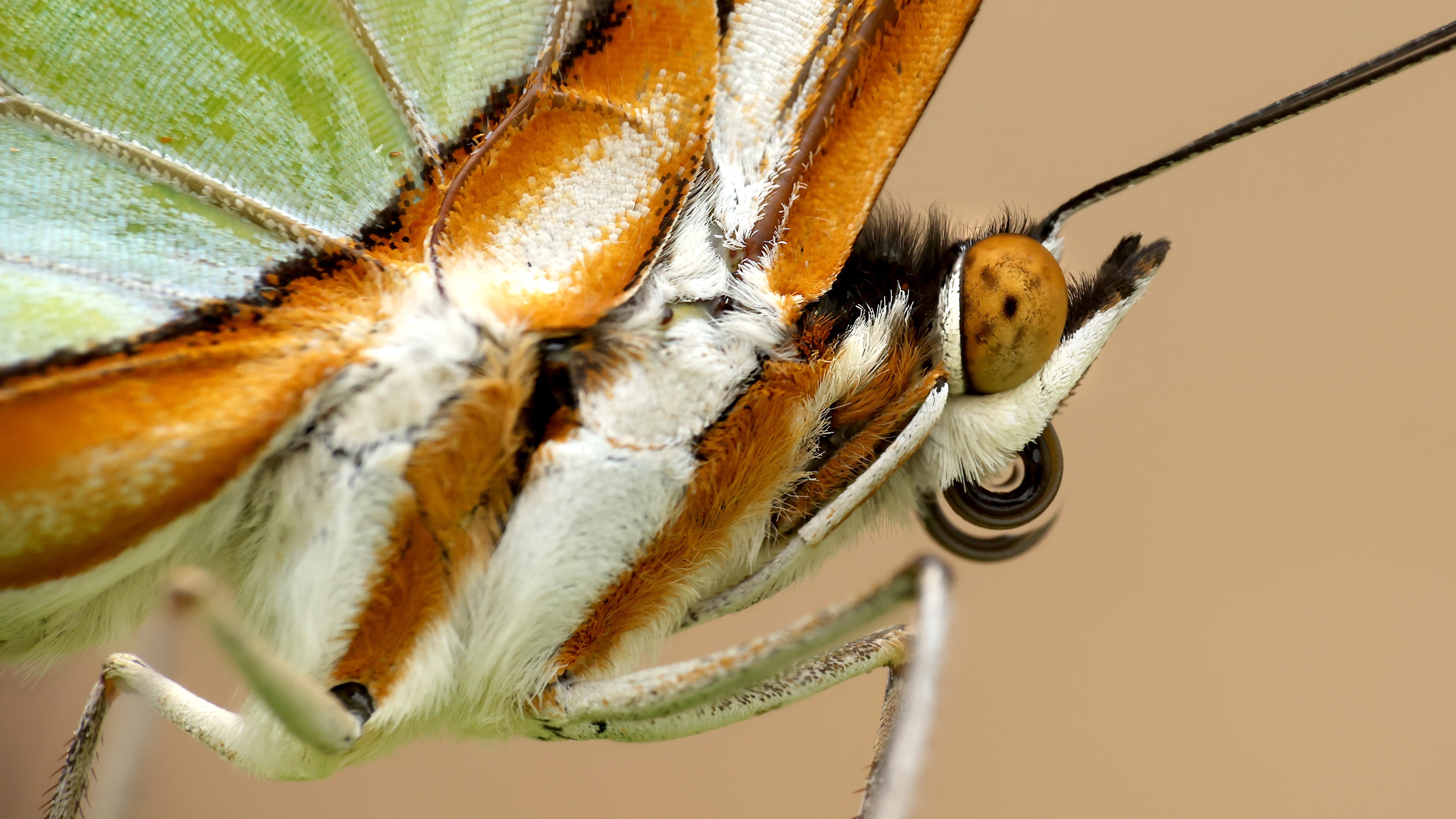 Image linked from the original feed: Pictures of the week: From a Malachite butterfly in Abu Dhabi to a date harvest in Liwa