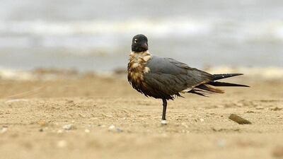 An oil-soaked laughing gull at the Bolivar Flats Shorebird Sanctuary in Port Bolivar, Texas. Joe Smith / Houston Audubon Society / Reuters
