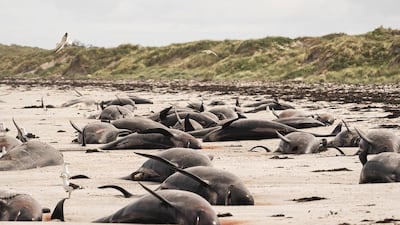 Whales are seen stranded on the beach in Chatham Islands, New Zealand. Reuters