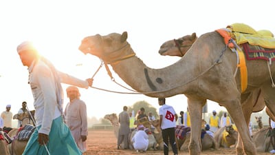 The festival has begun at the camel racetrack in Al Marmoun. Reem Mohammed / The National