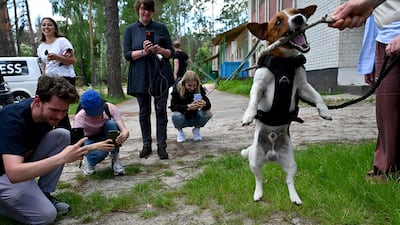 A landmine sniffer dog, Jack Russell terrier Patron, plays after returning from mine-clearance work in the village of Yahidne in Chernihiv region of Ukraine. AFP