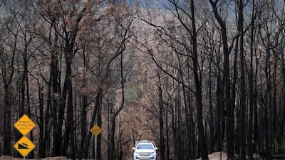 A car makes its way through rows of charred trees following bushfires in Budgong National Park in New South Wales. AFP