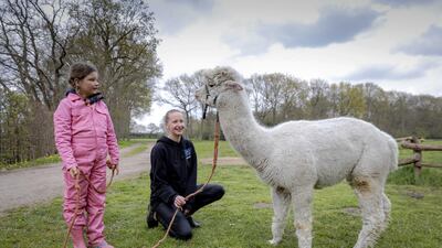 The popularity of alpaca farms has grown in recent years. EPA