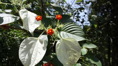 Wild flowers at Sai Sanctuary. Courtesy Sai Sanctuary