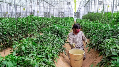 A farmer carries a bucket to harvest organic green capsicums.