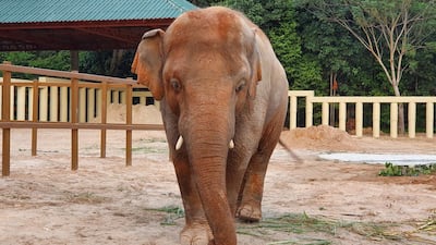 Kaavan, an elephant transported from Pakistan to Cambodia, is seen at the sanctuary in Oddar Meanchey Province, Cambodia. REUTERS