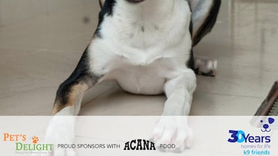 Poppy was brought to the shelter at 6 months old as her owners had no time for her. She’s active, energetic and friendly with everyone. She’s fully vaccinated and spayed and would love to find a family who will play with her and take her on long walks. Courtesy K9 Friends Dubai