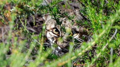 A bobcat takes cover under brush after being released in Laguna Coast Wilderness Park. The Orange County Register via AP