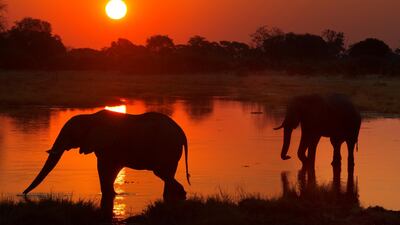 12. Animal silhouettes against the sunset in Moremi Game Reserve, Botswana. Getty Images