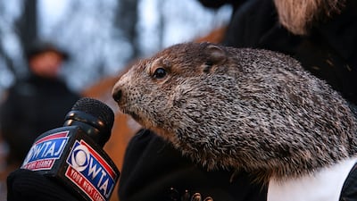 Punxsutawney Phil, the weather forecasting groundhog, gives a TV interview on Groundhog Day in Punxsutawney, Pennsylvania. AP