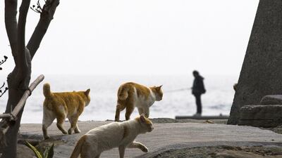 Cats walk along the embankment as a man fishes on Aoshima Island in Ehime prefecture in southern Japan. Reuters