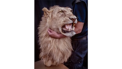 A lion’s head, stuffed and turned into a trophy, is carried by a member of the Border Force, in charge of immigration and customs in the UK. Photo: Britta Jaschinski