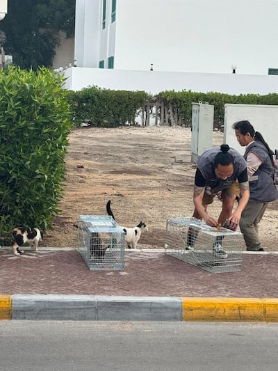 Abu Dhabi residents are learning humane trapping techniques, including the trap-neuter-return (TNR) process. Photo: Microchipped.ae