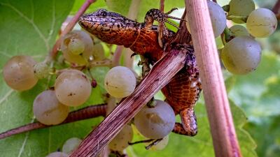 A lizard sits between grapes in the steep Calmond vineyard over the Mosel river in Bremm, Germany. AP Photo