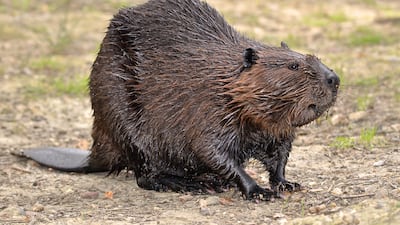 North American beavers, introduced from Canada to Argentina in 1946, have been blamed for ecological damage in Tierra del Fuego in the far south of South America. Getty Images