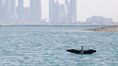 Overexploited fisheries in the Arabian Gulf and loss of habitat throughout the emirates could still spell doom for the Socotra cormorant. Sarah Dea/ The National