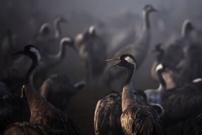 Cranes at the Hula Lake conservation area in northern Israel during the migration season in November 2020. Reuters