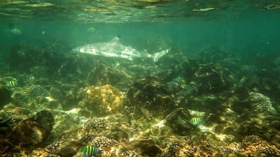 A third of marine species in the Arabian Gulf could be wiped out in just 70 years, the World Government Summit has heard.