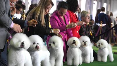 Spot the difference: Bichons Frises gather in the judging ring. Photo: AFP