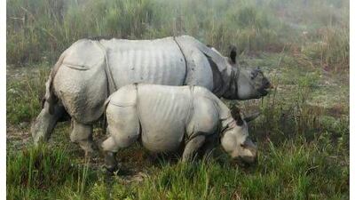 These rhinos, grazing in India's Kaziranga National Park, look serene but are at great risk from poachers because of a brisk market, in China, for their horns, a plight a reader calls heartbreaking. Anupam Nath / AP