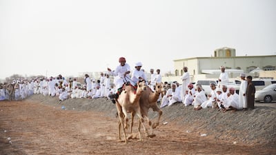 A pair of camels racing in Yahmadi. Riders perform for free and no prizes are given. Courtesy David Ismael