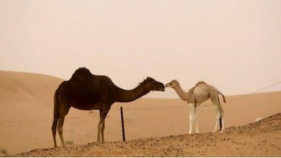 Camels, such as these on a farm in Al Ain, and other livestock could benefit from a proposed integrated improvement programe. Ryan Carter / The National
