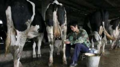 Despite the Chinese government budgeting substantial sums to help small farmers survive the milk scandal, many are selling up and leaving the industry.
