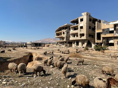 Sheep graze in Jobar, a town on the edge of Damascus that was destroyed and abandoned in 2018 during Syria's civil war. Khaled Yacoub Oweis / The National