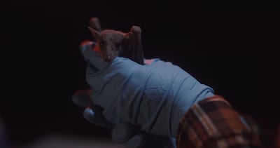 The widespread transformation of natural environments precipitates the emergence of zoonotic diseases, which are diseases that are shared between animals and humans, such as the coronavirus and Ebola. National Geographic