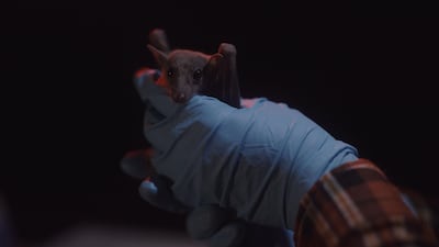 Zoonotic diseases are shared between animals and humans, such as Ebola.