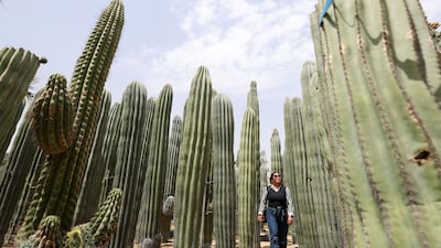 A Dubai resident walks between giant cacti in Al Warsan. Chris Whiteoak / The National