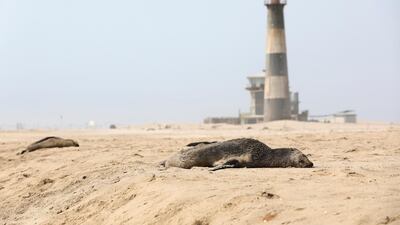 A dead seal lies on a beach near Pelican Point, Namibia. Reuters