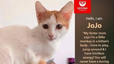 If interested in adopting, contact Red Paw Foundation on Facebook or email contact@redpawfoundation.org.