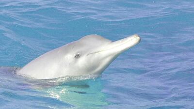 Based on their observations, the researchers estimated the total population of the Indo-Pacific bottlenose dolphin in Abu Dhabi waters was about 782 individuals. Courtesy: Environment Agency Abu Dhabi