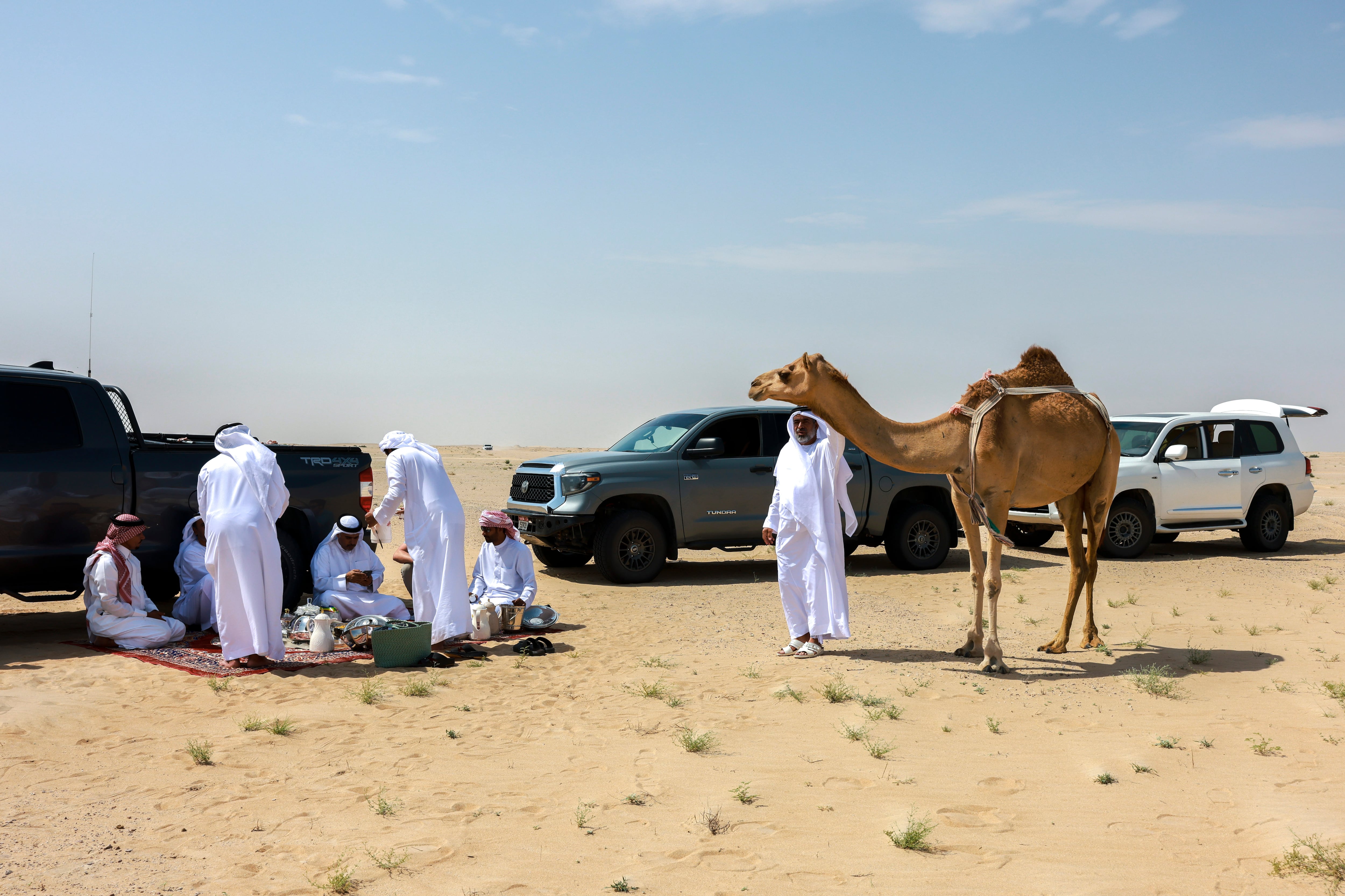 The rains have fallen, the desert's in bloom - and camel grazing season ...