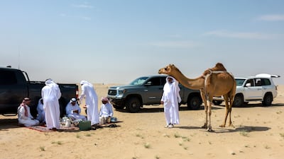Jalsat al bir, a desert gathering, kicks off with food, tea and fresh camel milk