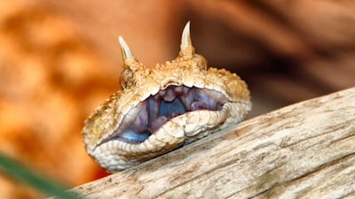 An African desert horned viper. Alamy