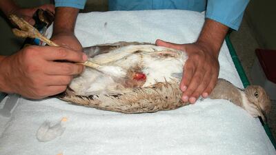 One of twelve houbara birds seized from smugglers was found to be infected with E-coli bacteria and had to be euthanised. The rest are to be released back to the wild. Courtesy International Fund for Houbara Conservation