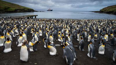 Thousands of penguin (Manchots Royaux) are pictured on December 20, 2022 on the Possession Island, part of the Crozet Islands which are a sub-Antarctic archipelago of small islands in the southern Indian Ocean. - The Crozet Islands form one of the five administrative districts of the French Southern and Antarctic Lands. They are home to four species of penguins. Most abundant are the macaroni penguin, of which some 2 million pairs breed on the islands, and the king penguin, home to 700,000 breeding pairs; half the world's population. Mammals living on the Crozet Islands include fur seals and southern elephant seals. Killer whales have been observed preying upon the seals. (Photo by PATRICK HERTZOG / AFP)
