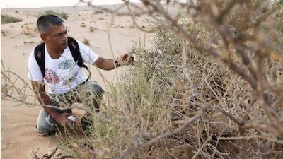 Ajmal Hasan studies a desert shrub for insects on an early-morning walk through the dunes around Sharjah.