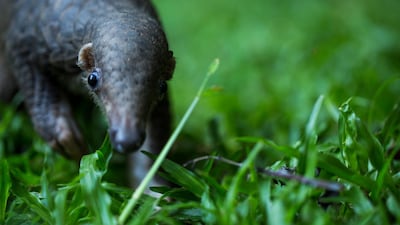 Pangolins are hunted for their scales for their questionable use in Chinese medicine. Courtesy Zoological Society of London