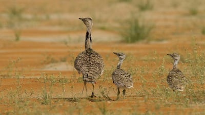 The International Fund for Houbara Conservation has announced that it has hatched 53,743 houbara this year. Wam