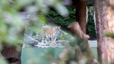 The tiger male Sayan in the restricted area at the Zoo Zurich after the incident in the tiger enclosure where a female keeper was attacked and killed. AP