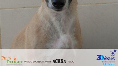 NAME: Buttons. SEX: Male. DATE OF BIRTH: 15.01.2020. SIZE (when fully grown): Medium. BREED: Mix. INFO: Buttons was found living on a building site with Scamper. He is a friendly pup, but nervous in new situations. He is looking for a patient family to help build his confidence. For more information on adoption, call the office on 04 887 8739 Saturday, Tuesday, or Thursday 9am-1pm.